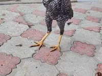 بيرل غري — الصورة 3