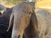 Oveja, Arashan sheep — foto 5