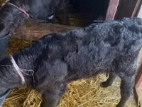 公牛, Limousin cow — 照片 1