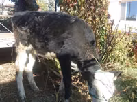 Kuh, Swiss cattle — Foto 1