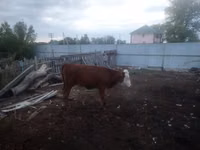 Rinder (Partie, Geschlecht nicht angegeben), Simmental cattle — Foto 3