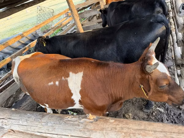 गाय, Simmental cattle — कज़ाखस्तान
