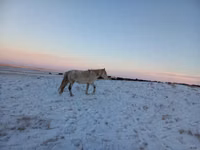 Stute, Yakutian horse — Foto 2
