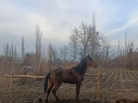 Caballo, Caballos — foto 6