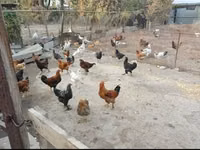 Chickens — photo 1