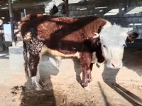 सांड, Simmental cattle — फ़ोटो 6