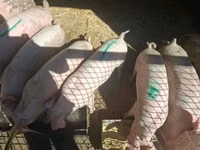 Säue, Schweine — Foto 1