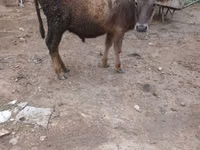 Bull, Cattle — photo 3