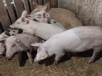 Säue, Schweine — Foto 1