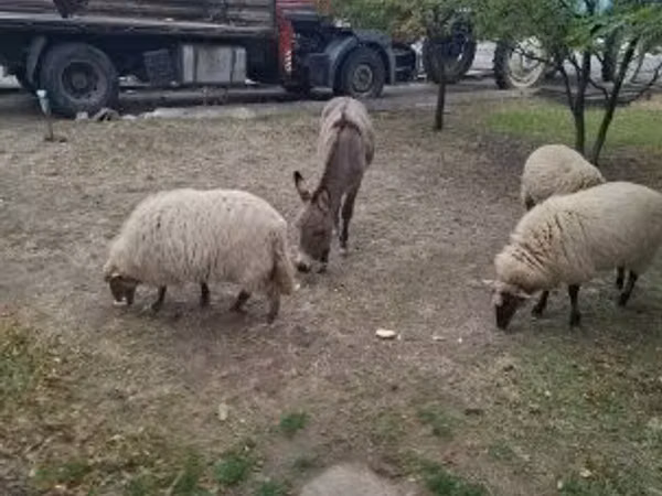 Oveja, Racka sheep
