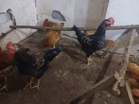 Chickens — 1-rasm