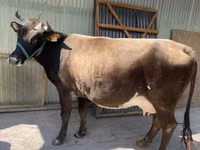 Kuh, Holstein-Rasse — Foto 6