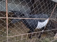 बकरी, Alpine goat — फ़ोटो 7