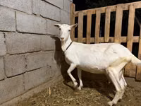 Ziege, Saanen goat — Foto 6