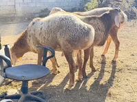 Widder, Edilbay sheep — Foto 1