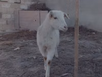 母山羊, Saanen goat — 照片 3