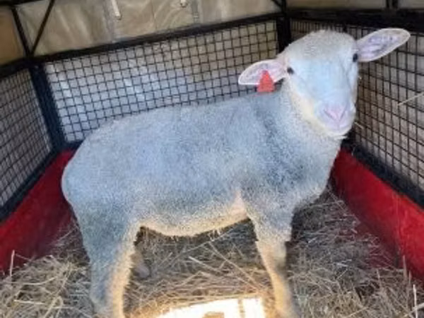كبش, Ile-de-France sheep