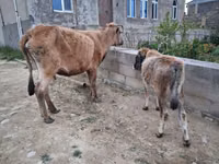 母牛, Cattle — 照片 2