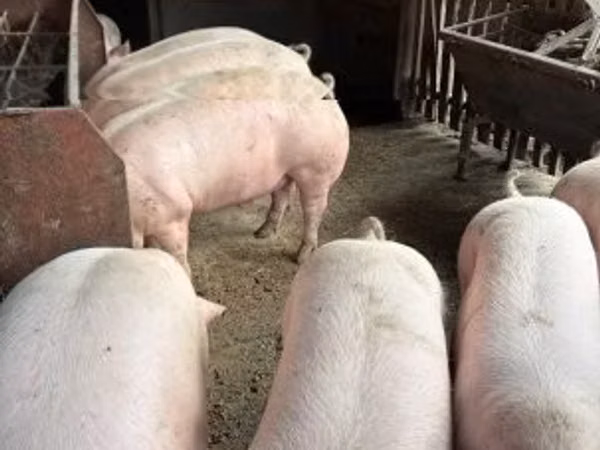 Schweine (Partie, Geschlecht nicht angegeben), 