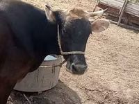 Vaca, Ganado vacuno — foto 6