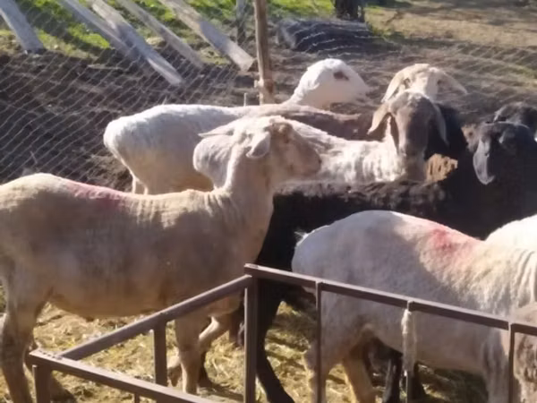 Кочкор, Рён кочкору — Кыргызстан