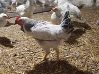 Chickens — फ़ोटो 2