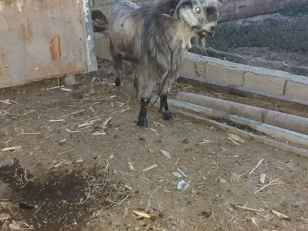 تيس, Damask goat