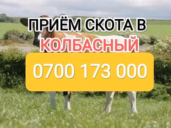 Бык, Коровы — Кыргызстан