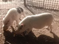 Schweine (Partie, Geschlecht nicht angegeben) — Foto 1