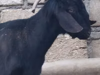 Ziegenbock, Anatolian Black goats — Foto 2