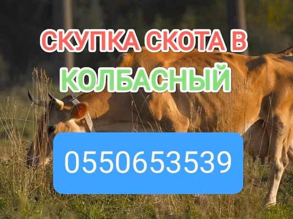 Бык, Коровы — Кыргызстан