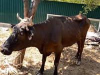 Sigir, Qoramol — 2-rasm