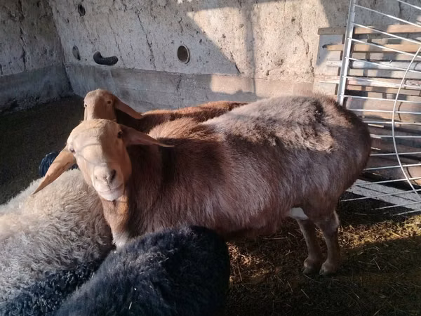كبش, Edilbay sheep