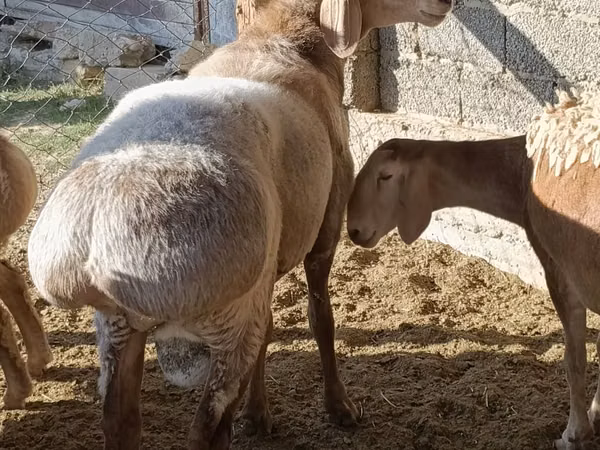 Widder, Arashan sheep