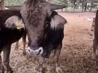 Toro, Raza carpatiana marrón — foto 2