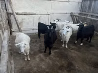 母山羊, Goats — 照片 2