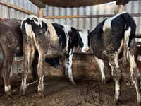 Vaca, Russian Black pied cattle — foto 2