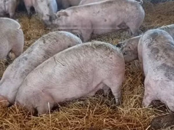 Schweine (Partie, Geschlecht nicht angegeben), 