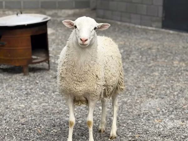 Widder, Dorper sheep