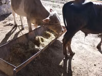 सांड, मवेशी — फ़ोटो 3