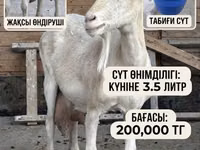 母山羊, Saanen goat — 照片 1