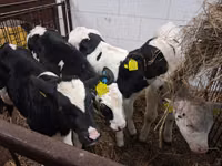 ثور, Russian Black pied cattle — الصورة 3