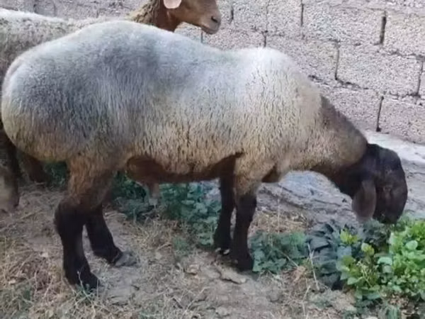 كبش, الأغنام — أوزبكستان