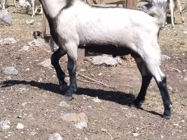 Ziegenbock, Ziegen — Kirgisistan