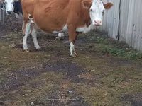 Сиыр, Simmental cattle — 3-сурет