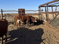 公牛, Simmental cattle — 照片 3