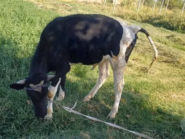 公牛, Russian Black pied cattle — 乌兹别克斯坦