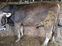 公牛, Swiss cattle — 照片 2