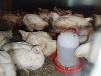 Chickens — foto 6