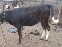 母牛, Russian Black pied cattle — 照片 5